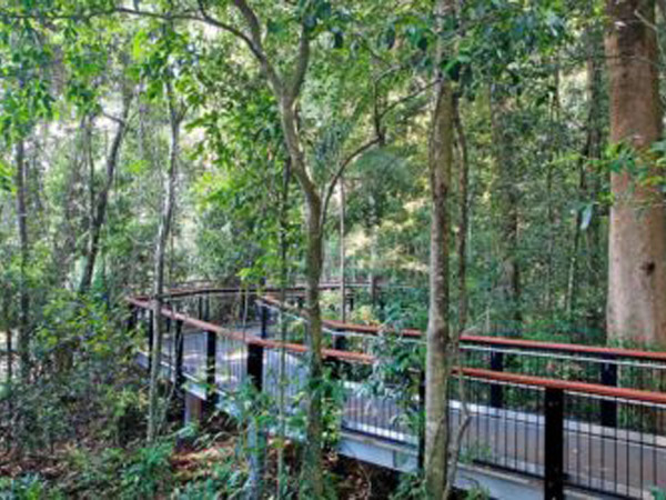 rsz_mary_cairncross_scenic_reserve_rainforest_discovery_centre_2-450x250